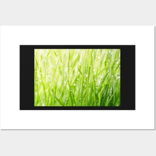 Green grass Posters and Art